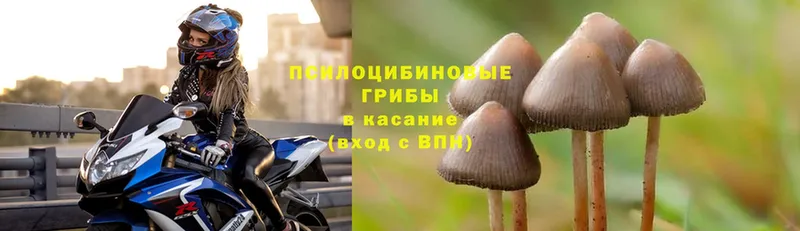 Псилоцибиновые грибы Psilocybine cubensis  наркошоп  Карачаевск 